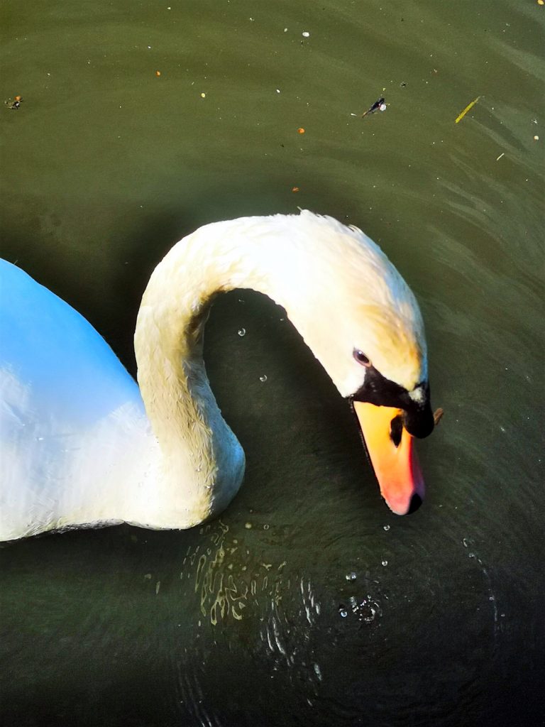 Braunston Swan