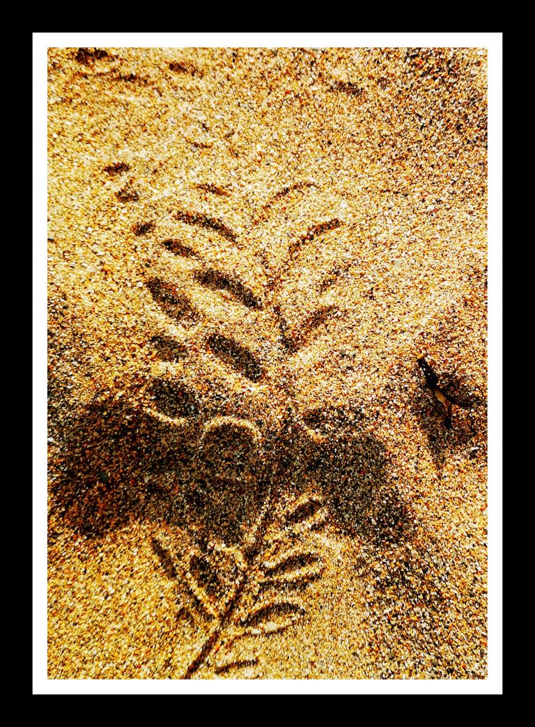 Sand Imprint by Leaf