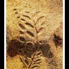 Sand Imprint by Leaf