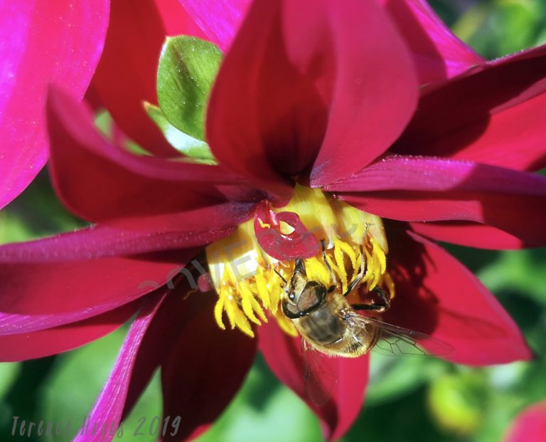 Wasp Bloom