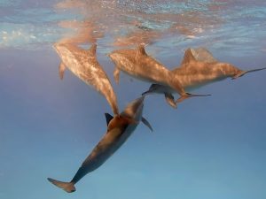 Dolphins in Red Sea