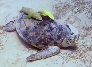 Oceanic turtle