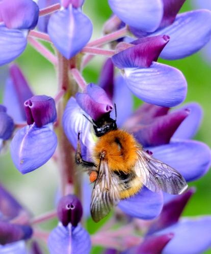 Welsh Bumblebee on Lupins