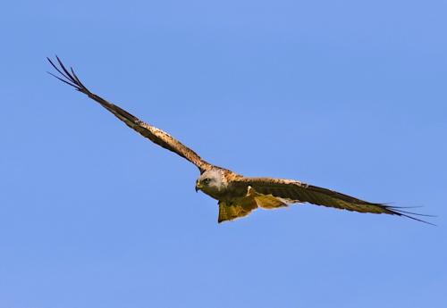Red Kite over Pontsian